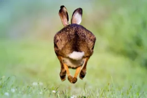 Denksportaufgabe Hasenrennen